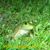 /home//u458753944/public_html/sourcegallery//Frogs/More bullfrogs/P6080126.JPG